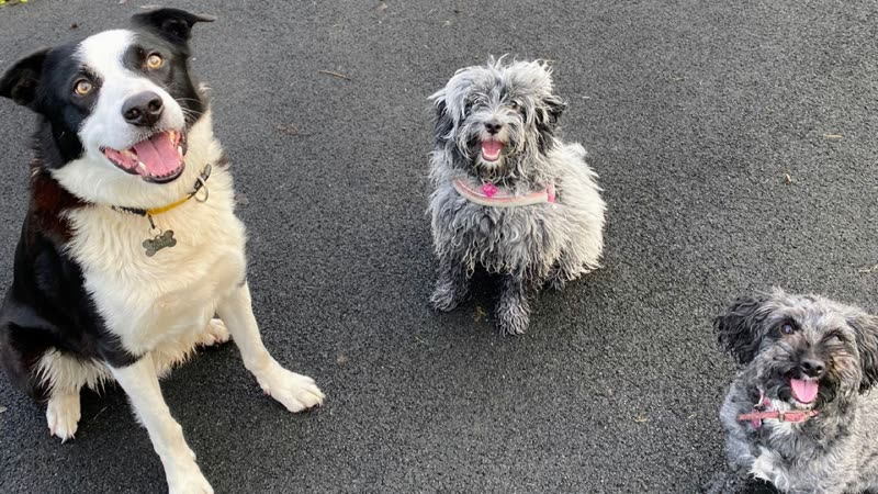 Three dogs, a border collie and two grey terriers, sitting on the tarmac looking up at the camera