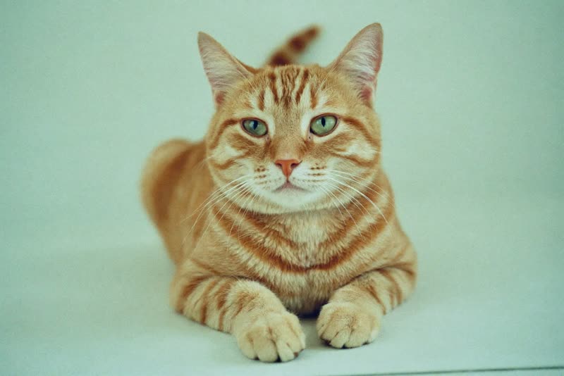 Ginger tabby cat