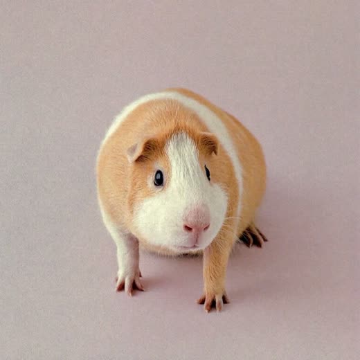 Small pet guinea pig