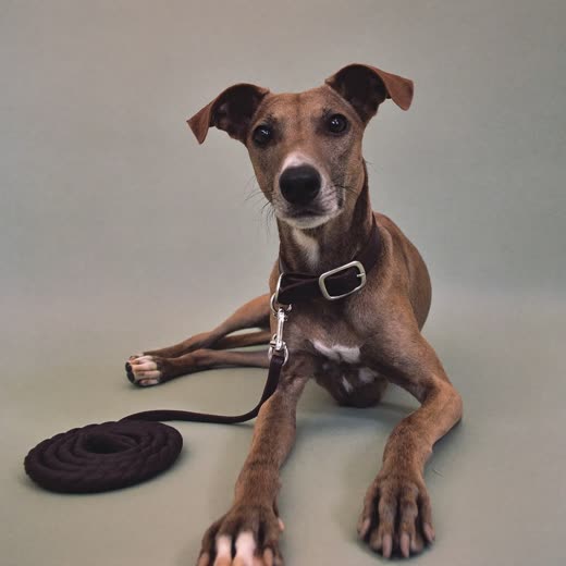Dog lead and collar